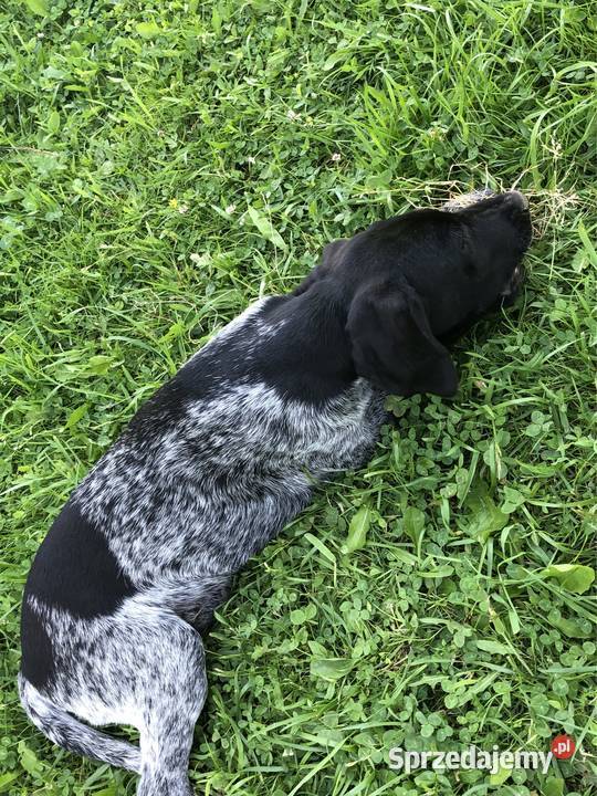 Szczeniaki wyżeł niemiecki krótkowłosy Pozostałe Wadowice