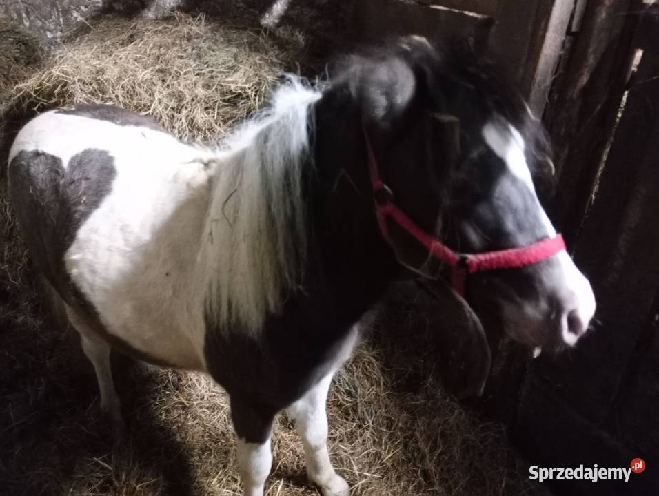 Kucyk ogierek Skic sprzedam