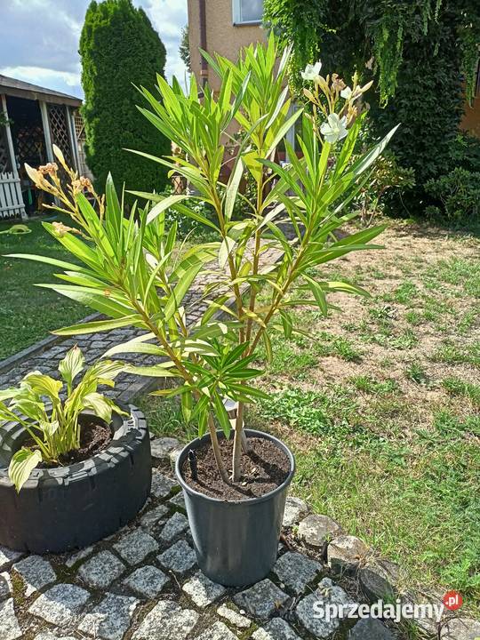 Oleander różne kolory Pozostałe Sokołów Małopolski