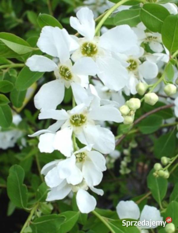 OBIELA WIELOKWIATOWA The Bride sadzonki w kujawsko-pomorskie Ustronie