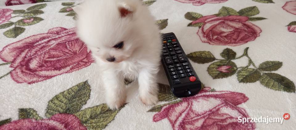 Szpic miniatura pomeranian ZKwP FCI marzec Szpic miniaturowy