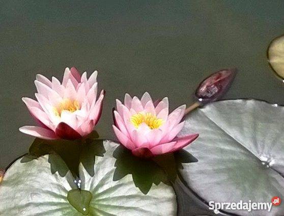 Sprzedam dom dachówka pomorskie Łosino