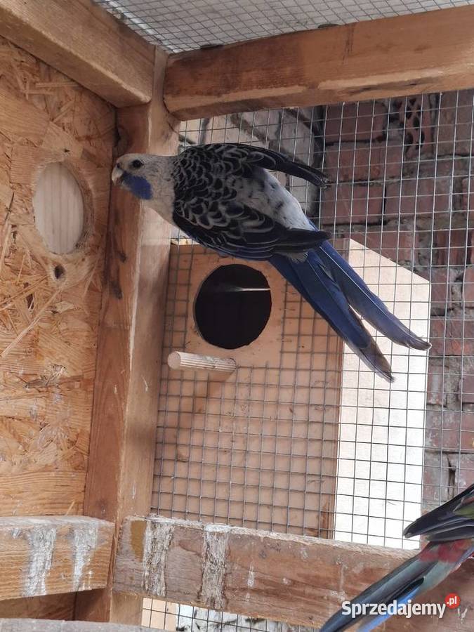 Rozella królewska samiec