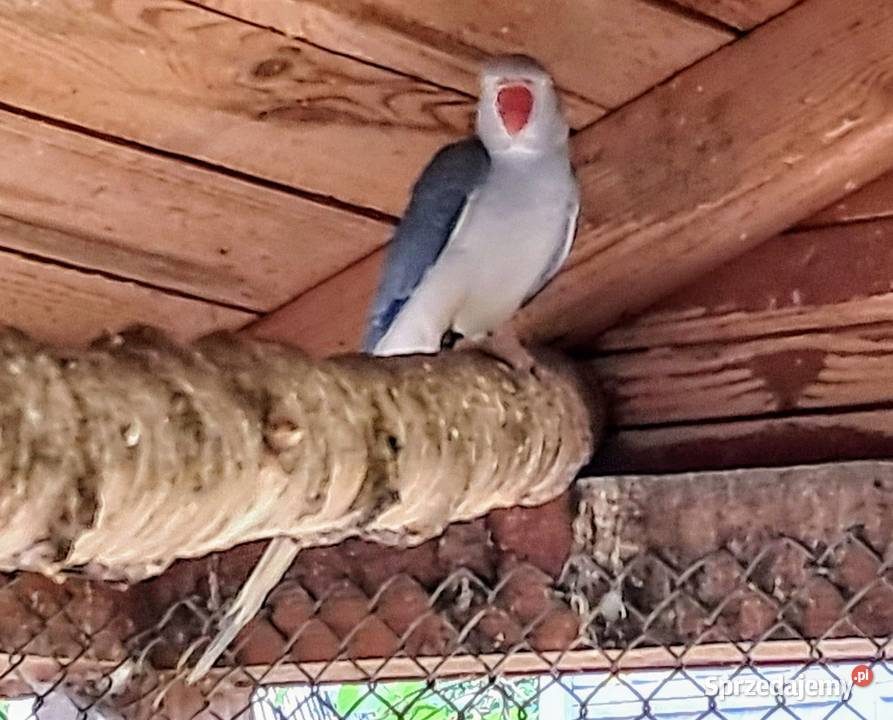 Aleksandretta obrożna Fiolet GO wielkopolskie Sieraków