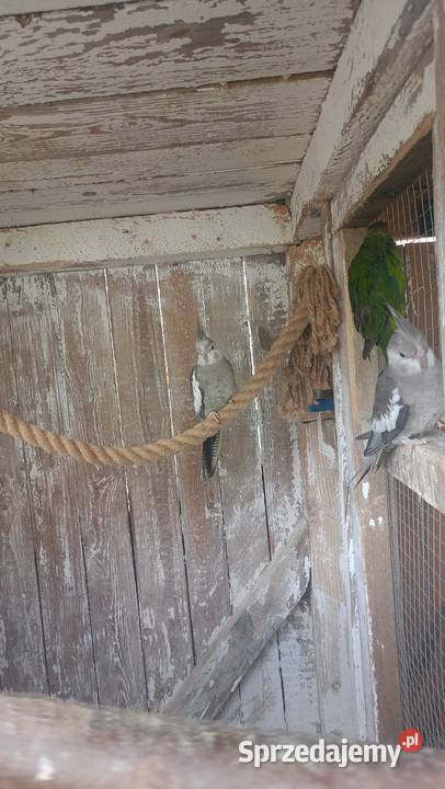 Samiec modrolotke Ptaki Czchów