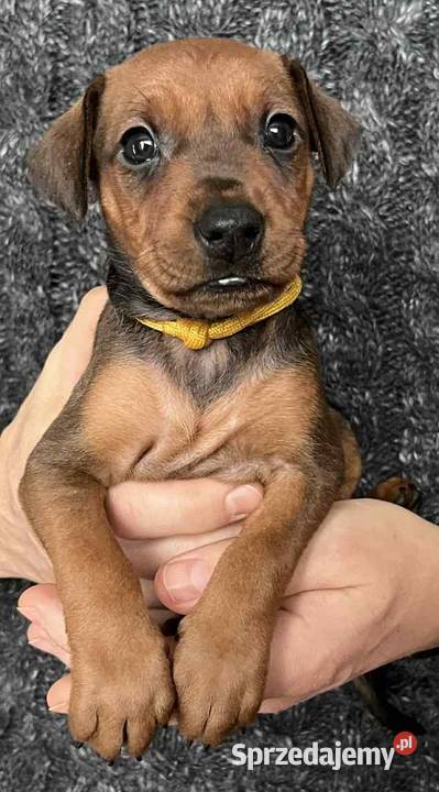 Pinczer średni szczenięta rodowodowe