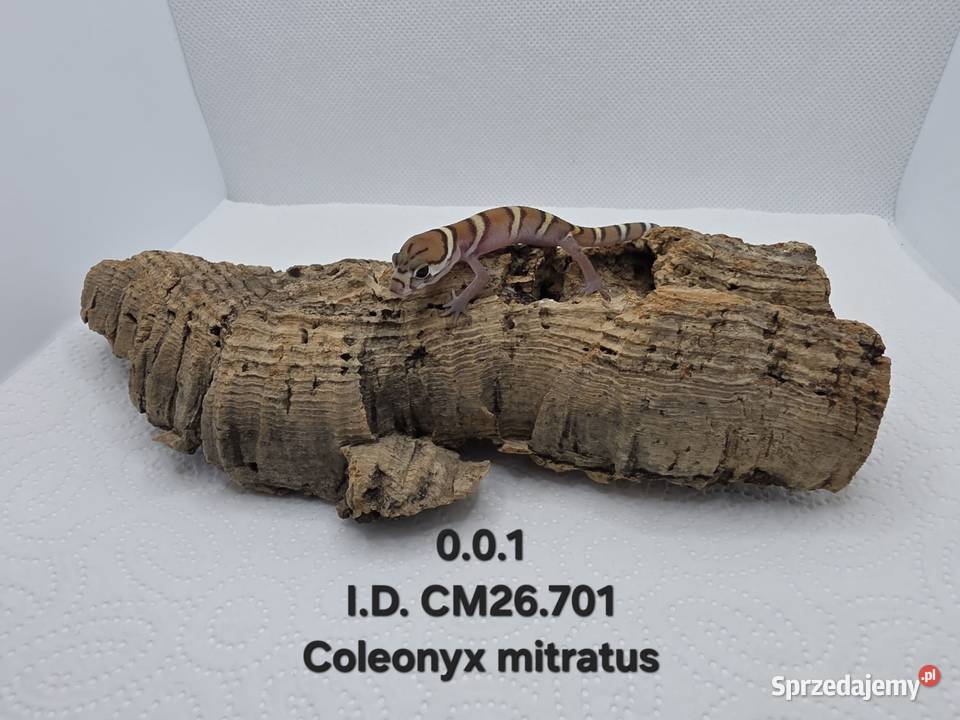 Coleonyx mitratus