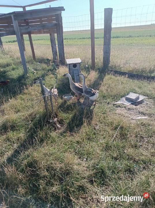 Sprzedam gęsi szare Konieczno