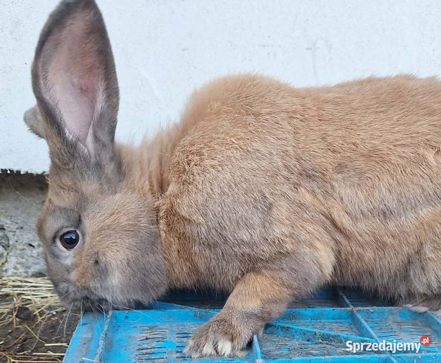 sprzedam króliki ponieważ likwiduje hodowle Króliki Radlna sprzedam
