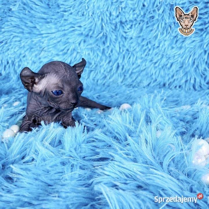 Sfinks kanadyjsky Zwierzęta mazowieckie Grodzisk Mazowiecki