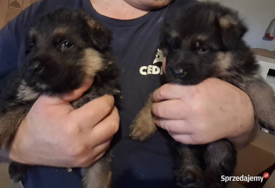 Rasowe Owczarki Niemieckie Niepołomice