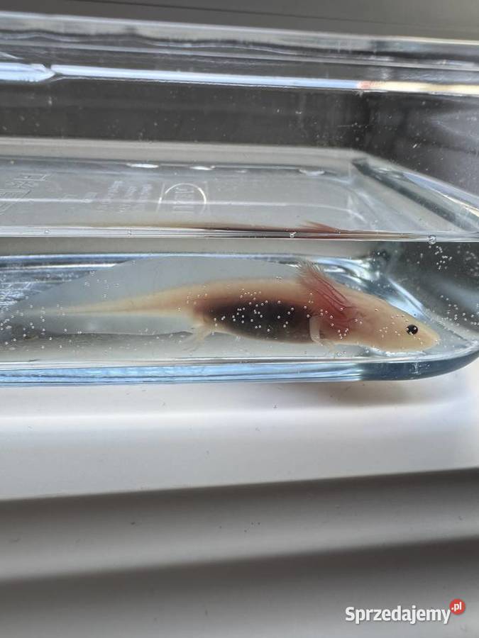 Młode aksolotle z własnej hodowli do dobrego pomorskie Słupsk