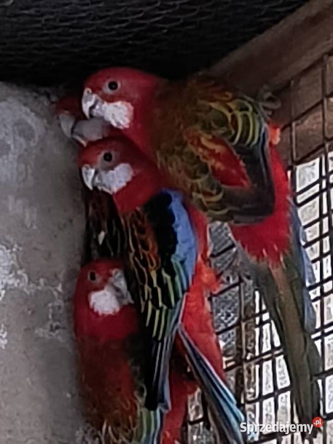 Rozella królewska i białolica