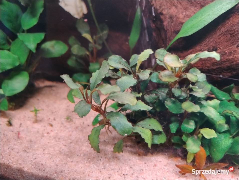 Rośliny do akwarium Bucefalandra Reinecki Pozostałe Kielce