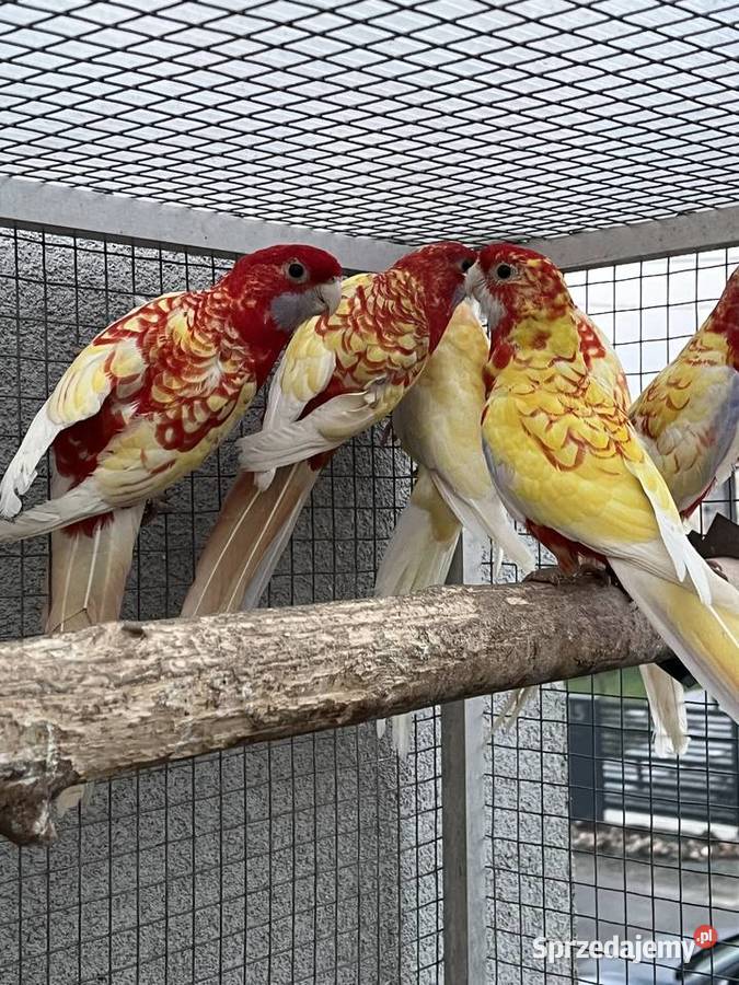 Rozelle królewskie 2025r 1500