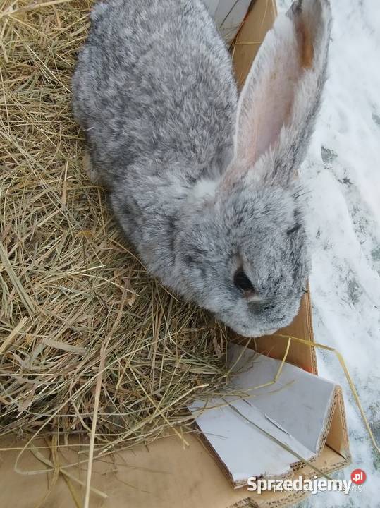 Samica zakocona Szubin sprzedam