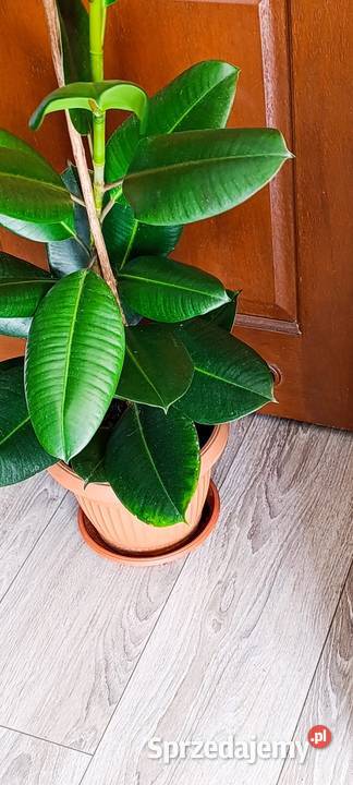 Fikus sprężysty Ficus elastica Robusta sprzedam Poznań