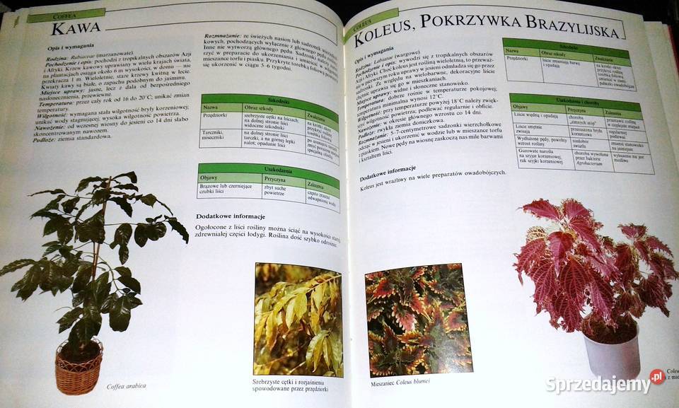 Choroby i szkodniki roślin pokojowych Gottfried