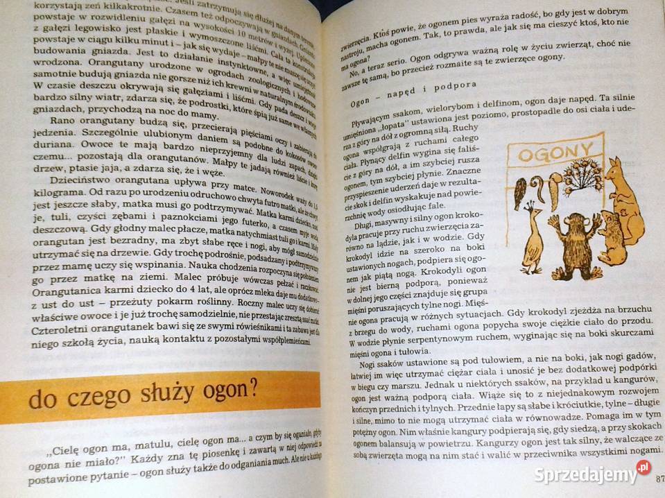 I kudłate i łaciate Maria Sołtyńska lubelskie Chełm