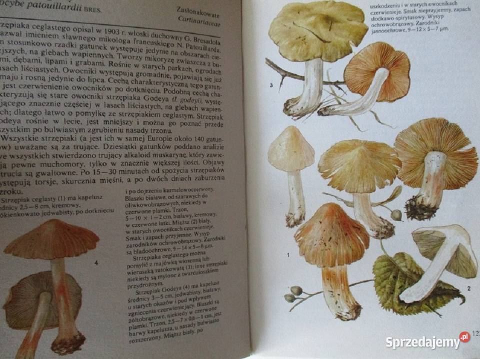 Rośliny skalne Kwiaty letnie Grzyby przyroda Książki naukowe i popularnonaukowe Łódź