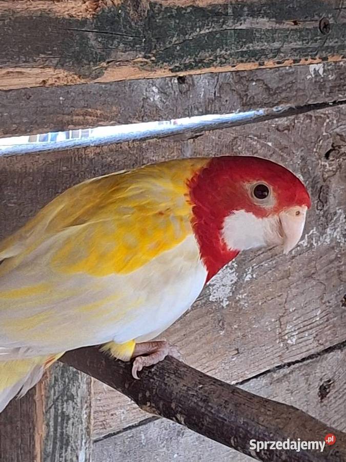 Samczyk rozelli białolicej lutino z 2025r Szubin