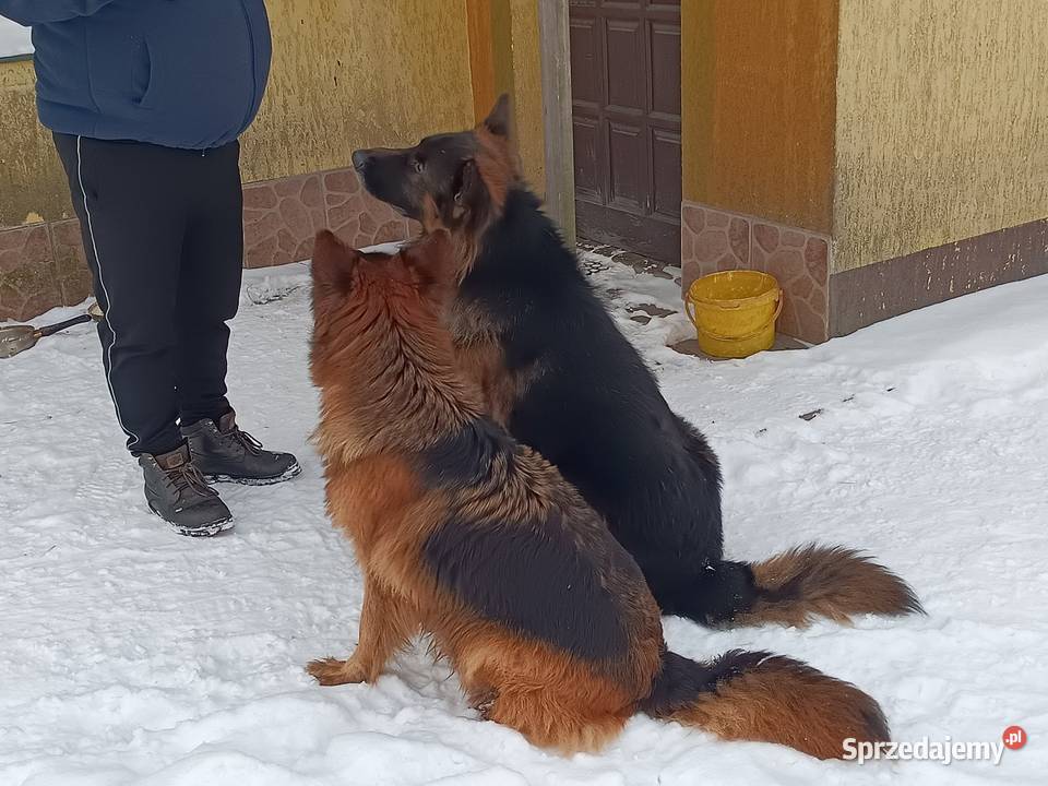 Owczarek niemiecki szczenię pies piesek Lubartów