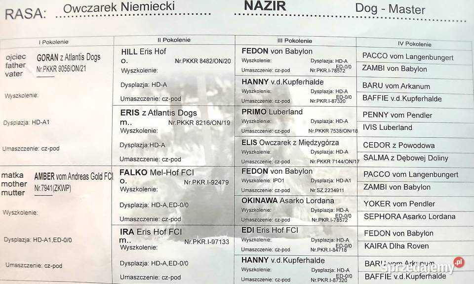 Sprzedam szczeniaki rasy owczarek niemiecki Busko-Zdrój