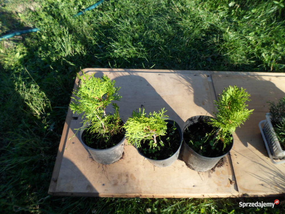 Krzewy ozdobne iglaki Mszczonów sprzedam