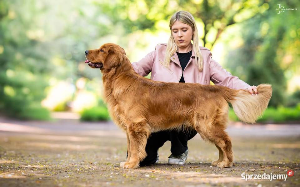 Golden Retriever ZKwP FCI ciemnozłoty linia Golden Retriever Żukowo