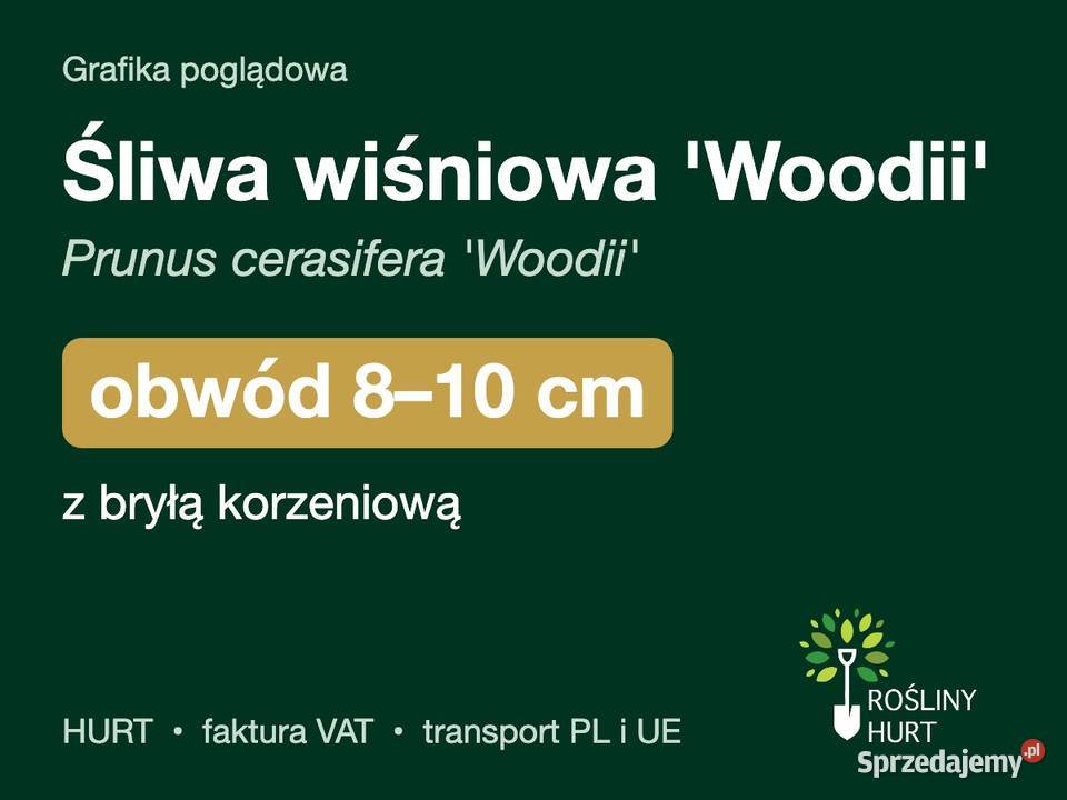 Śliwa wiśniowa Woodii obwód 810 z bryłą HURT wielkopolskie