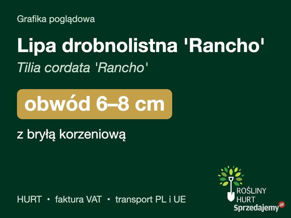 Lipa drobnolistna Rancho obwód 68 z bryłą HURT