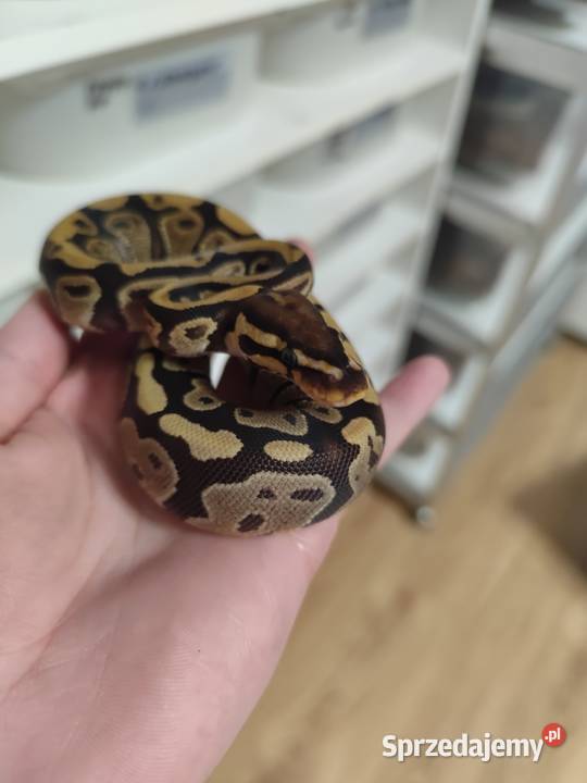 Samiczka Pytona królewskiego