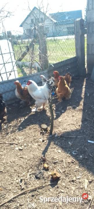 Sprzedam jaja lęgowe kur rasy brahma Ptaki mazowieckie