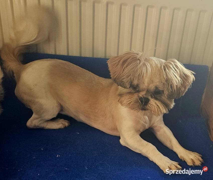Shih Tzu Wesoła dziewczynka Częstochowa