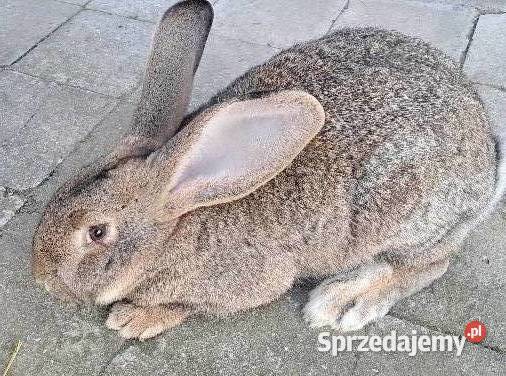Króliki Pozostałe świętokrzyskie Stoki Małe
