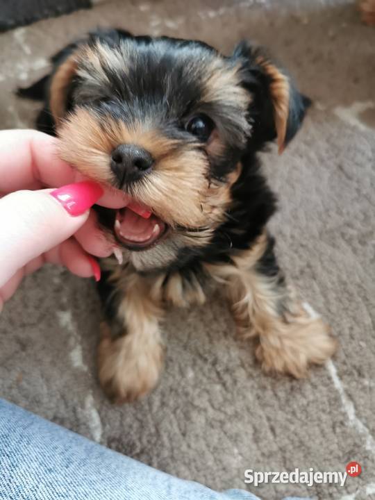 York miniaturka piękny piesek Środa Śląska