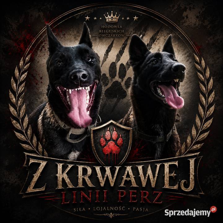 Owczarek belgijski malinois podkarpackie Jedlicze