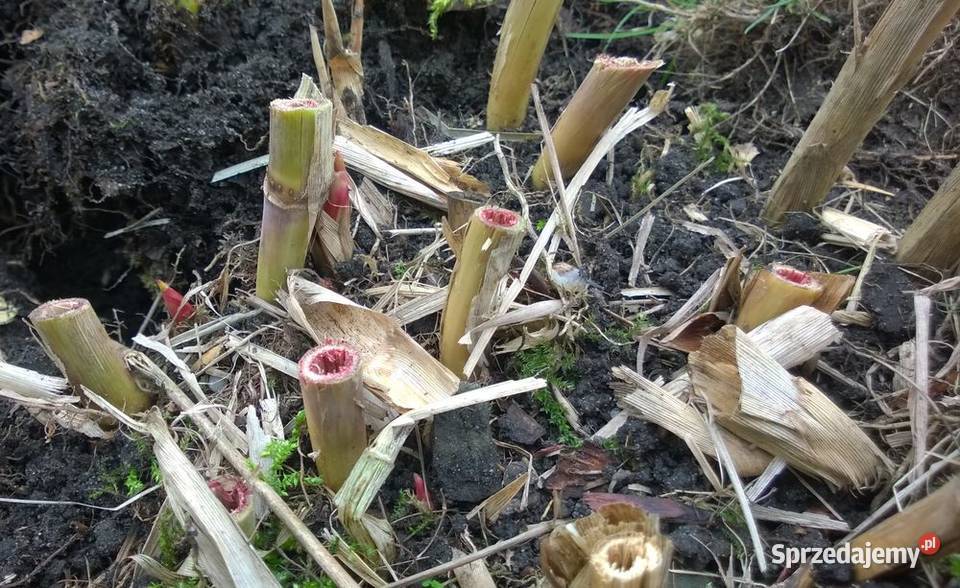 Miskant olbrzymi duża sadzonka XXL karpy Pszczyna