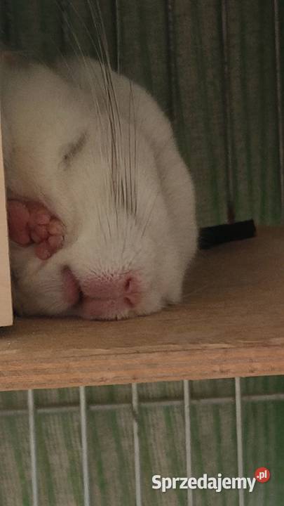 Szynszyla Wbite Pink Lublin