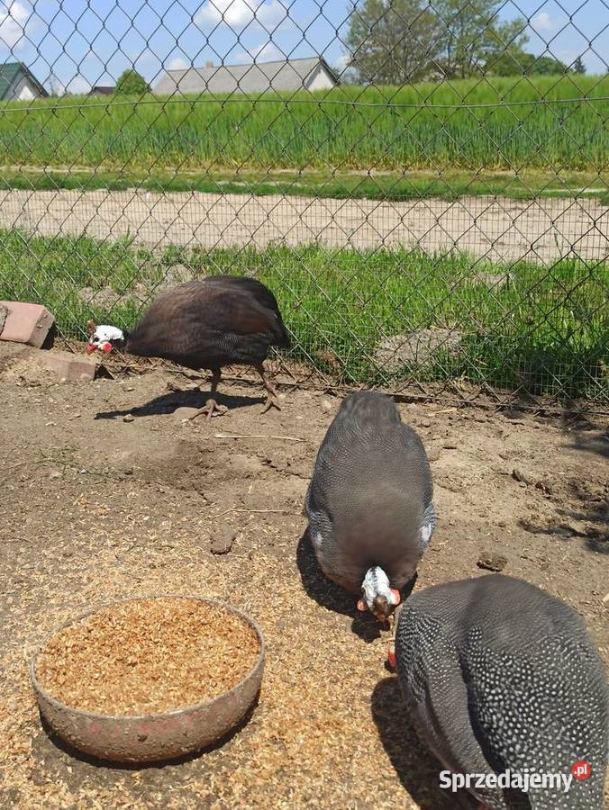 Jaja lęgowe perliczek pantarek lubelskie Krasnystaw