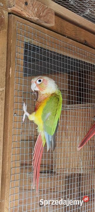 Rudosterka śląskie Jeżowa