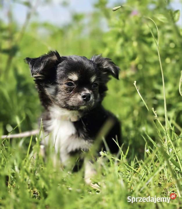 Chihuahua