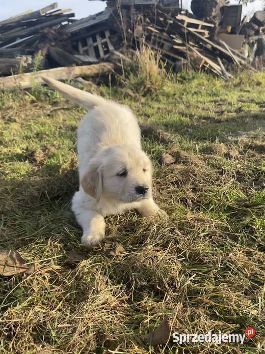 Golden Retriever Dom i Ogród Brzostowo sprzedam