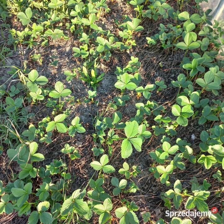 Sadzonki truskawek Pabianice sprzedam