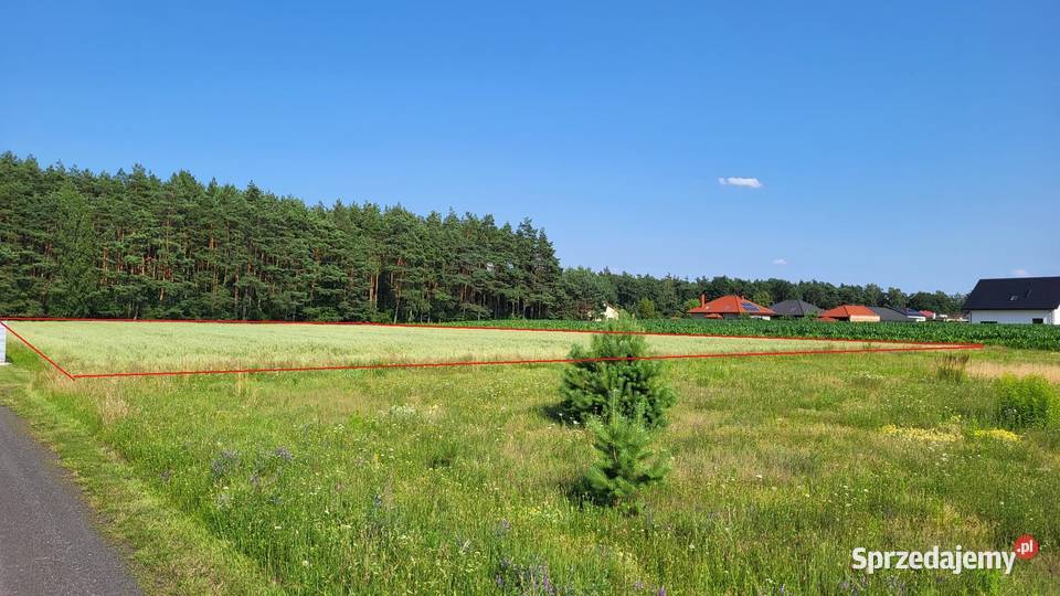 Działki pod lasem Brzeziny kKalisza