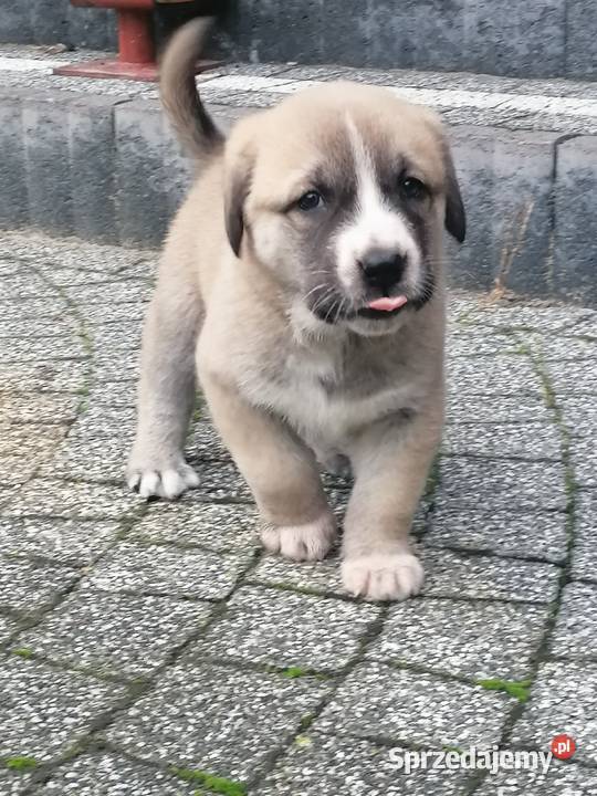 Owczarek Środkowoazjatycki Konin