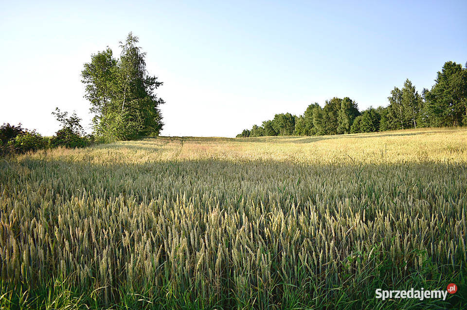Działka w Grabówkach Grabówki