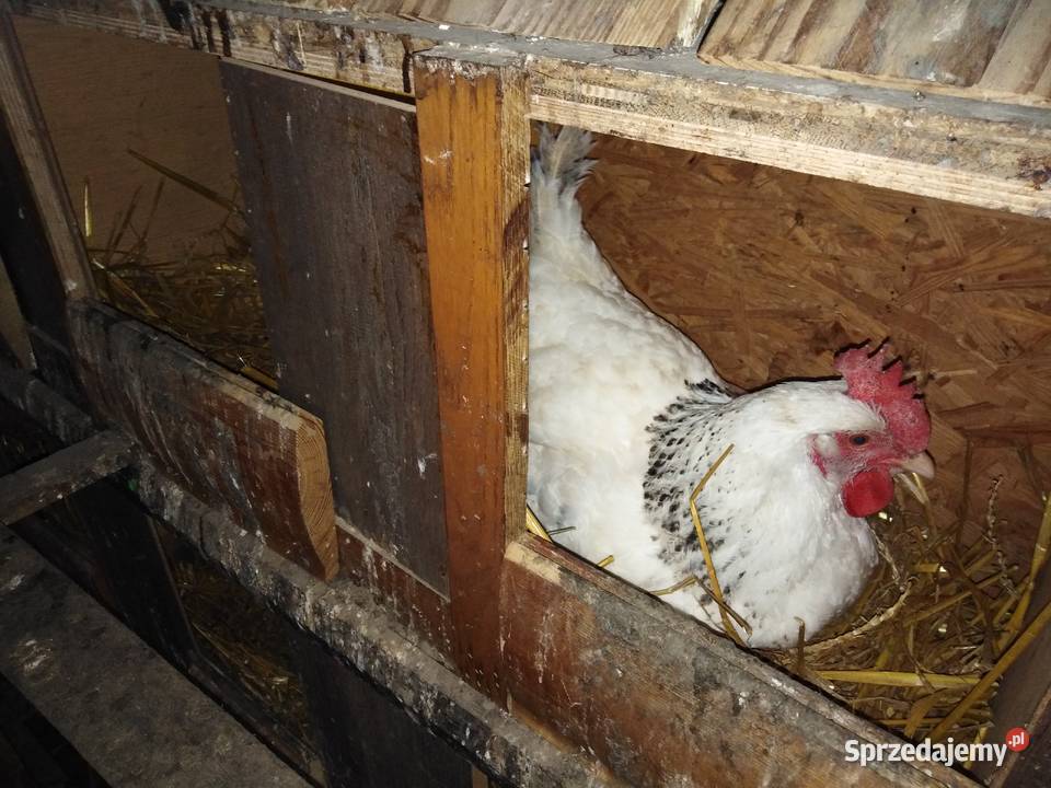 Sprzedam kury nioski Pszczyna