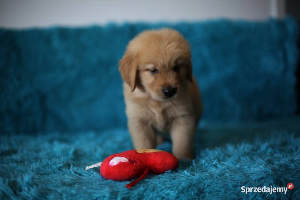 GOLDEN RETRIEVERzłote championach typ Golden Retriever dolnośląskie Wrocław