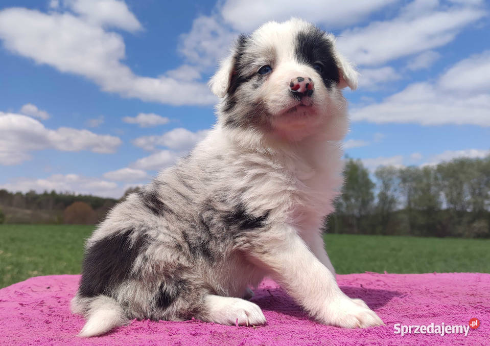 Cudowny Border Collie blue merle pies z hodowli podkarpackie Iwonicz